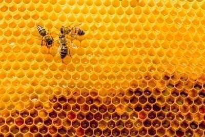 Confirmed momentum: nature-related integration in investment practices