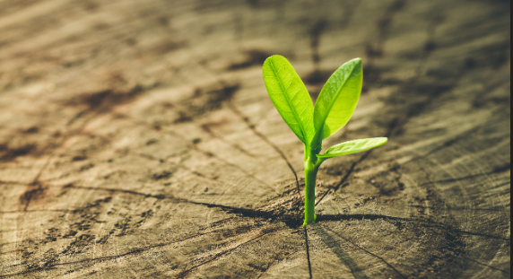 First ever green equity bridge financing transaction with ICAWOOD