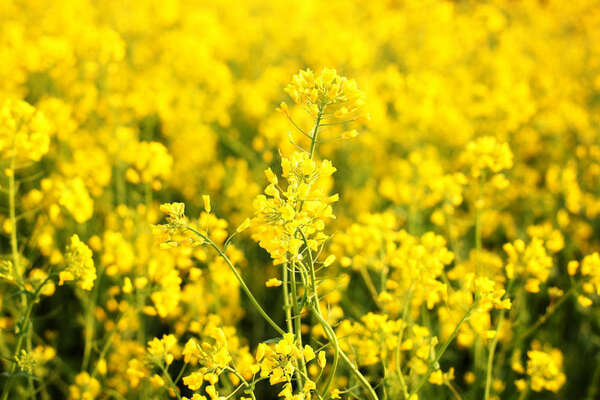 colza oilseed field