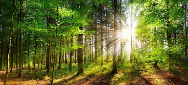 What’s Next for China’s Green & Sustainable Market?