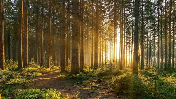 M&A – An Essential Tool for a Green and Sustainable Economic Recovery