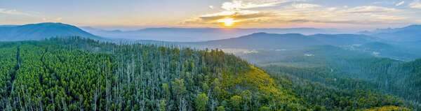 Forestry: An Important Piece of the Global Decarbonisation Puzzle